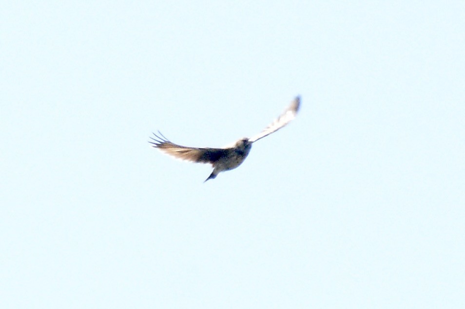 Black-eared Sparrow-Lark - ML612444558