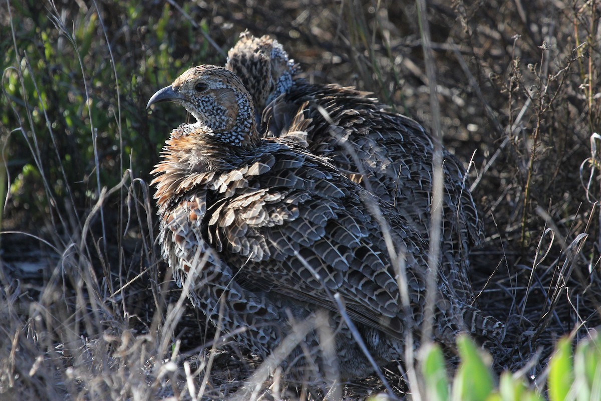 Gray-winged Francolin - ML612444564