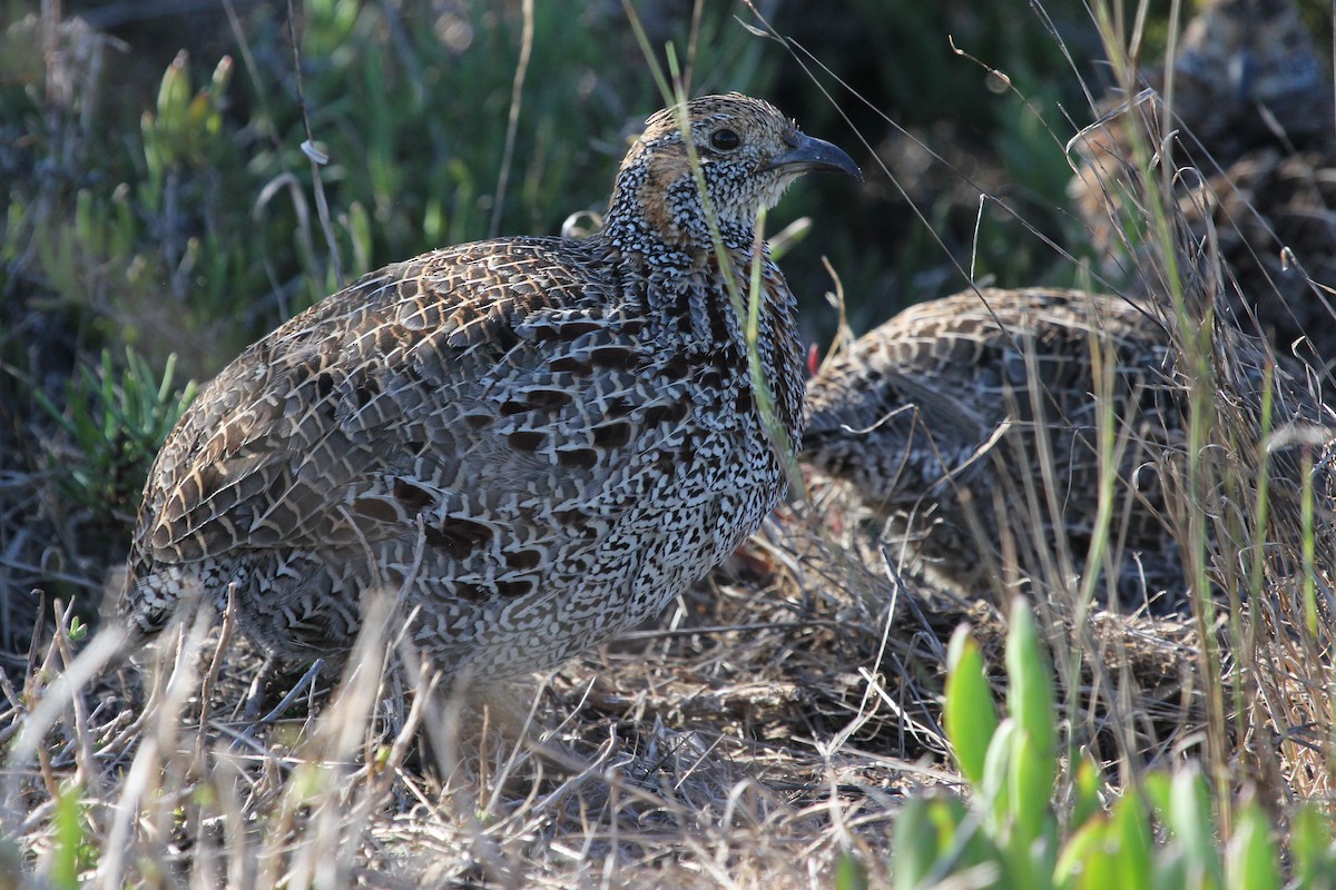 Gray-winged Francolin - ML612444565