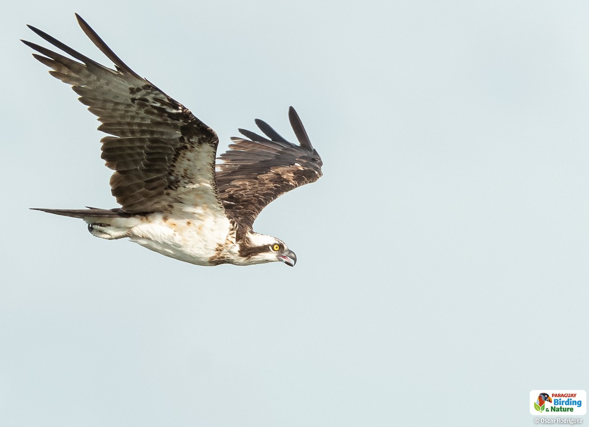 Osprey - Oscar  Rodriguez CON-Paraguay Birding & Nature