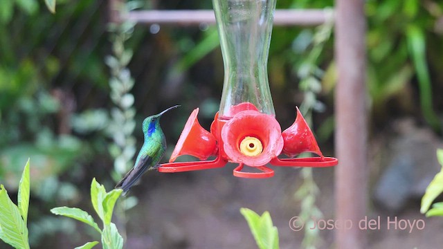 Colibrí Oreja Violeta Menor - ML612444753