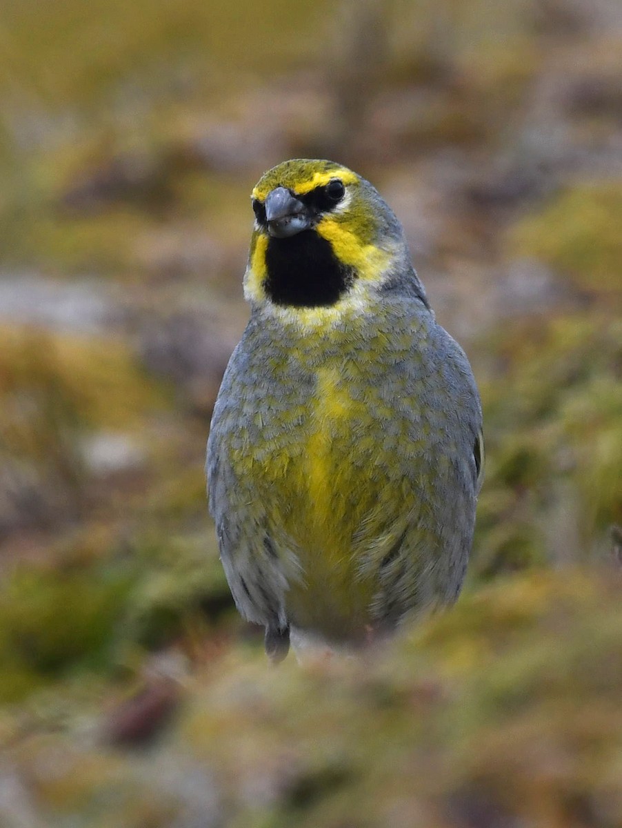 Yellow-bridled Finch - ML612444802