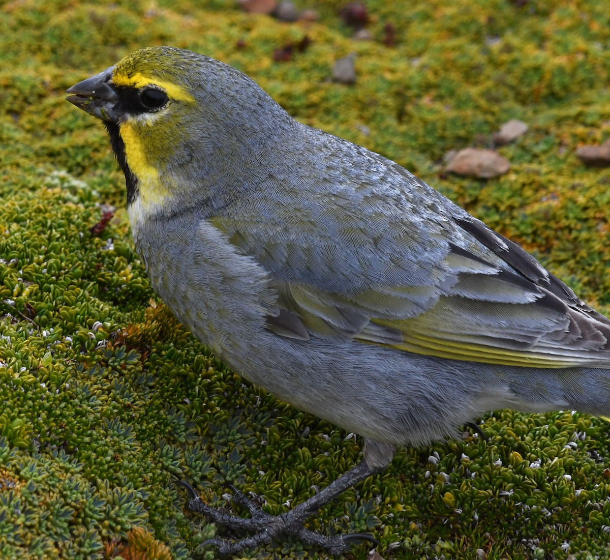 Yellow-bridled Finch - ML612444806