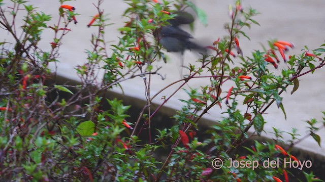 Slaty Flowerpiercer - ML612444877