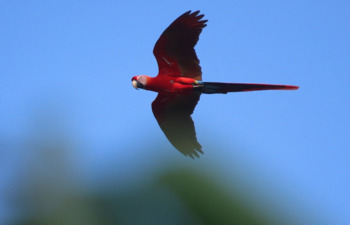 Scarlet Macaw - Aves Brasil