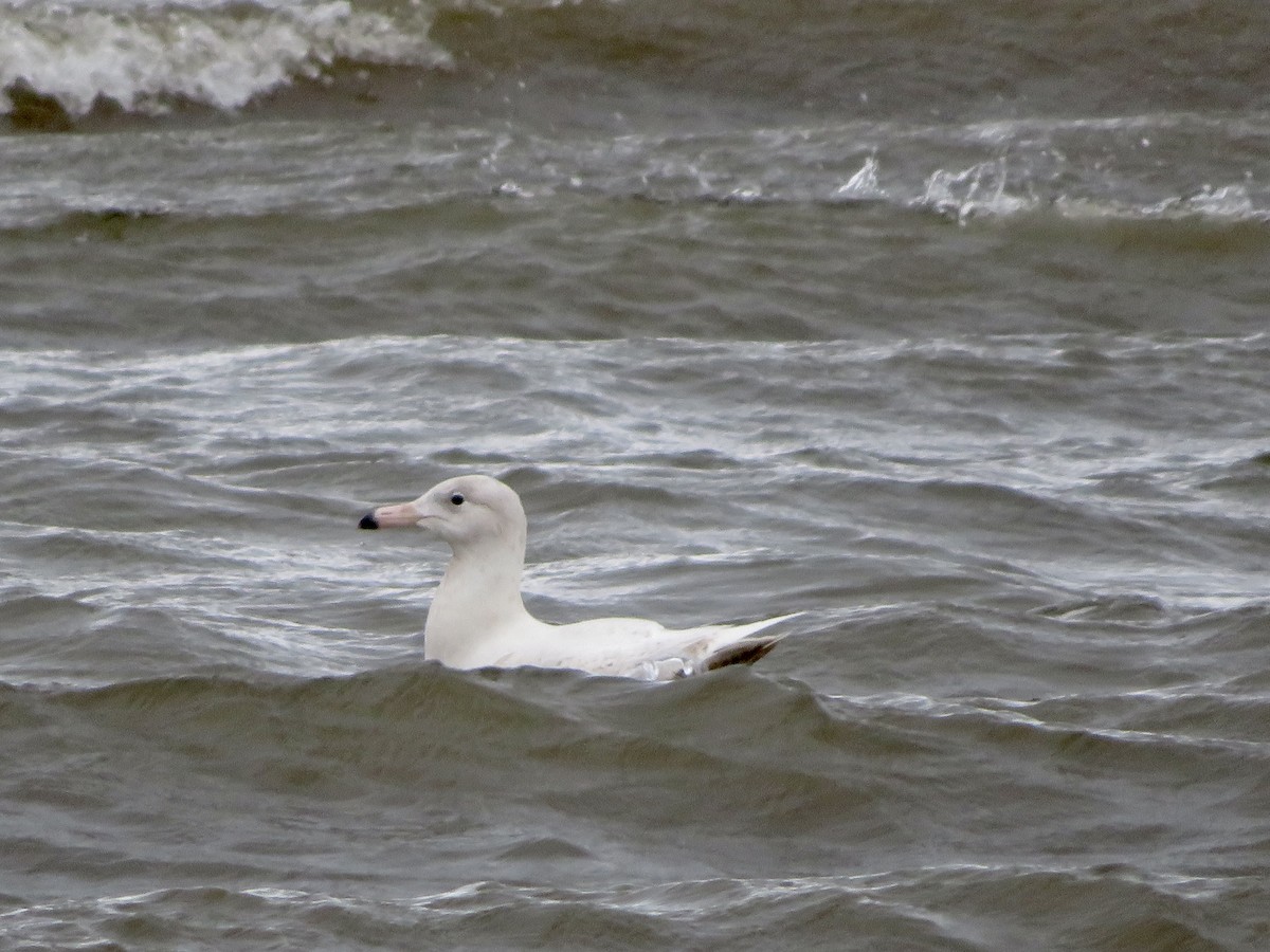 Glaucous Gull - ML612444890