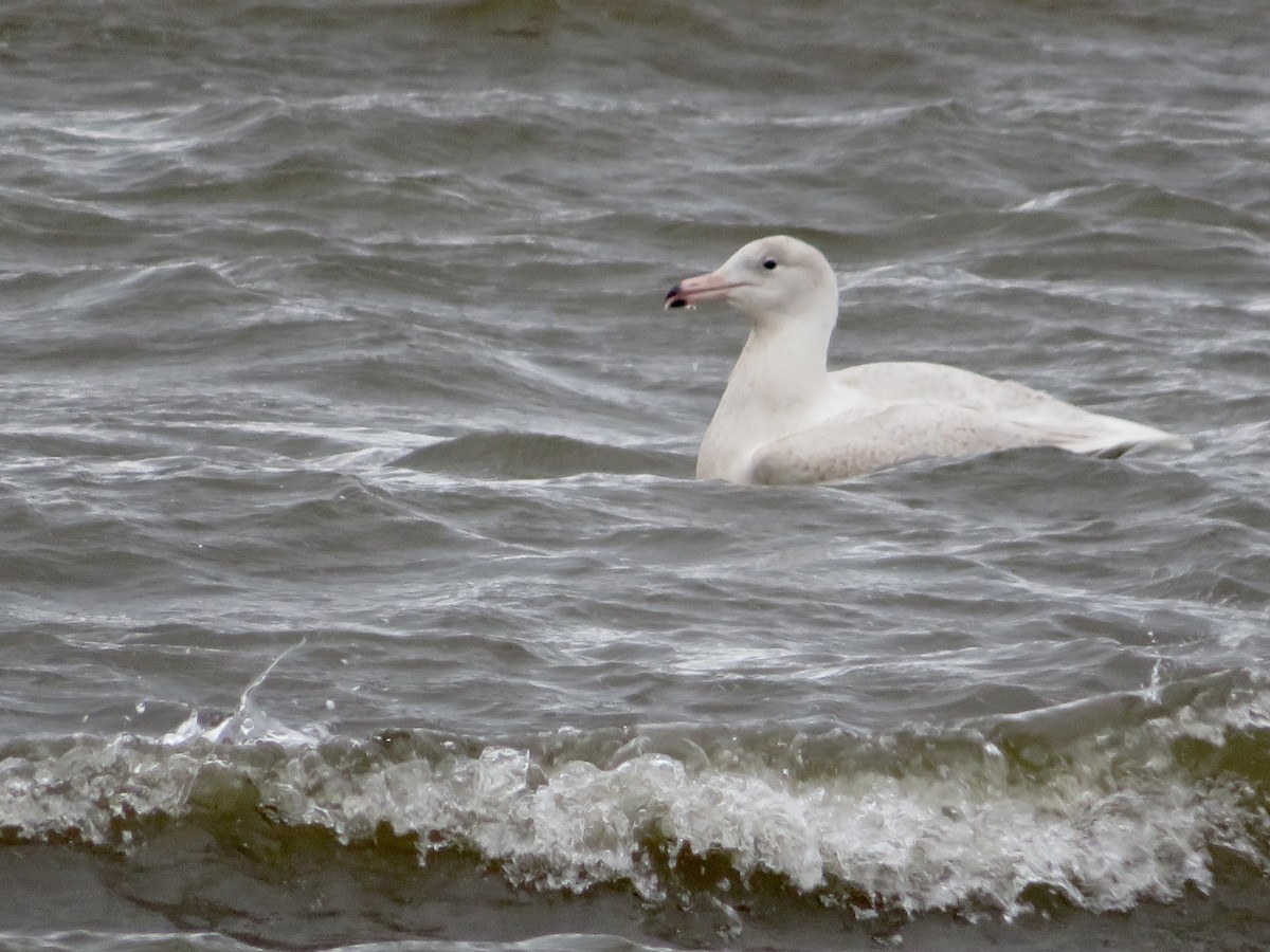 Glaucous Gull - ML612444892