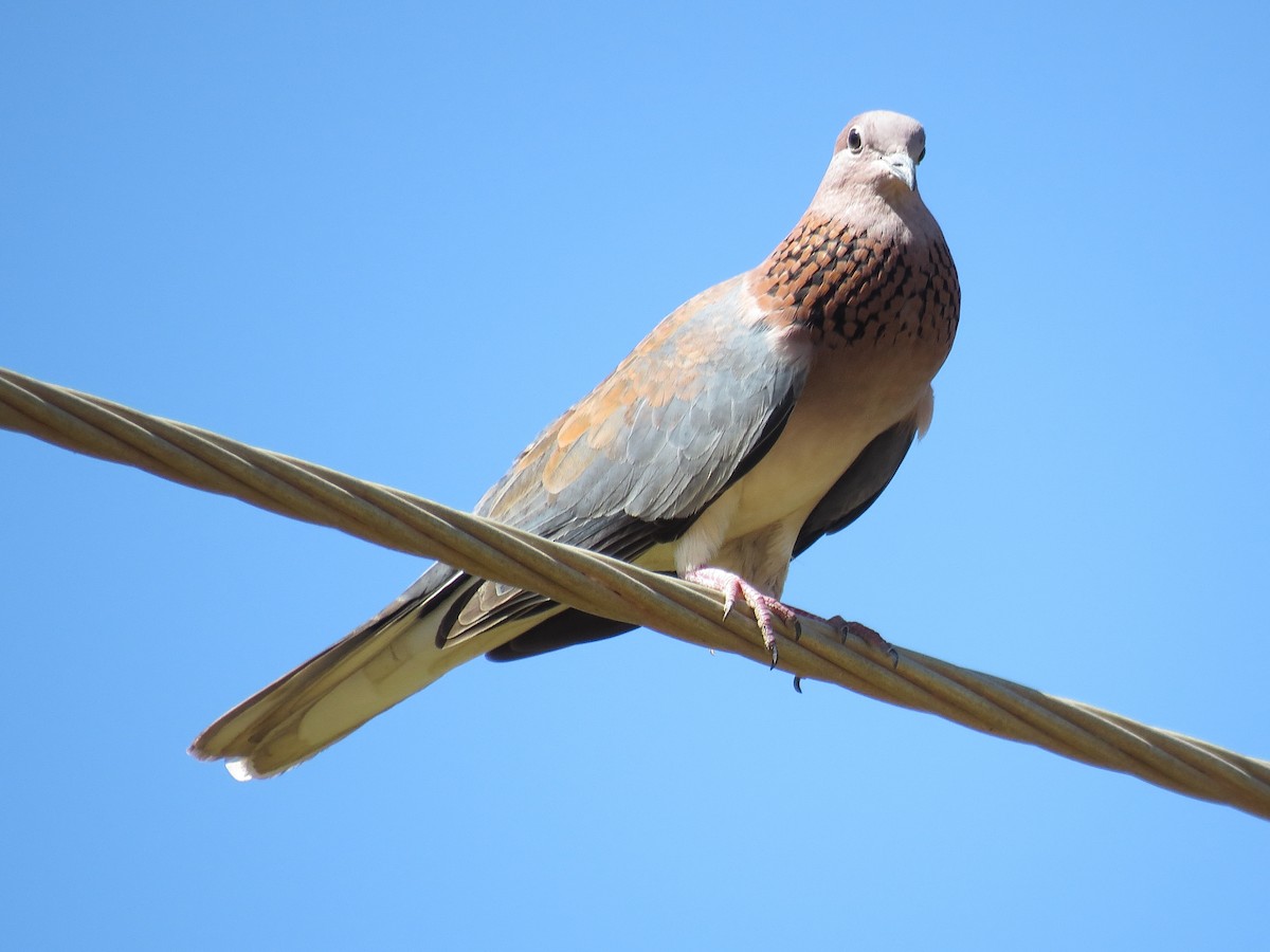 Laughing Dove - ML612444904