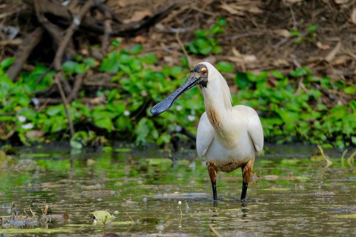 Royal Spoonbill - Adrian Brooks