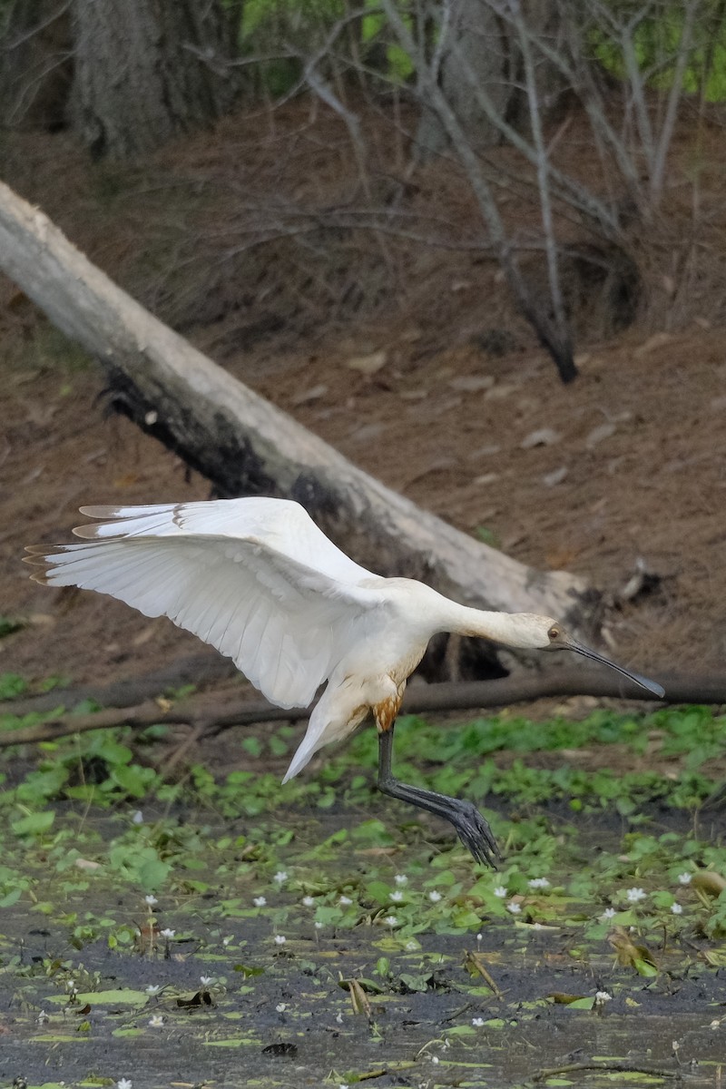 Royal Spoonbill - ML612444923