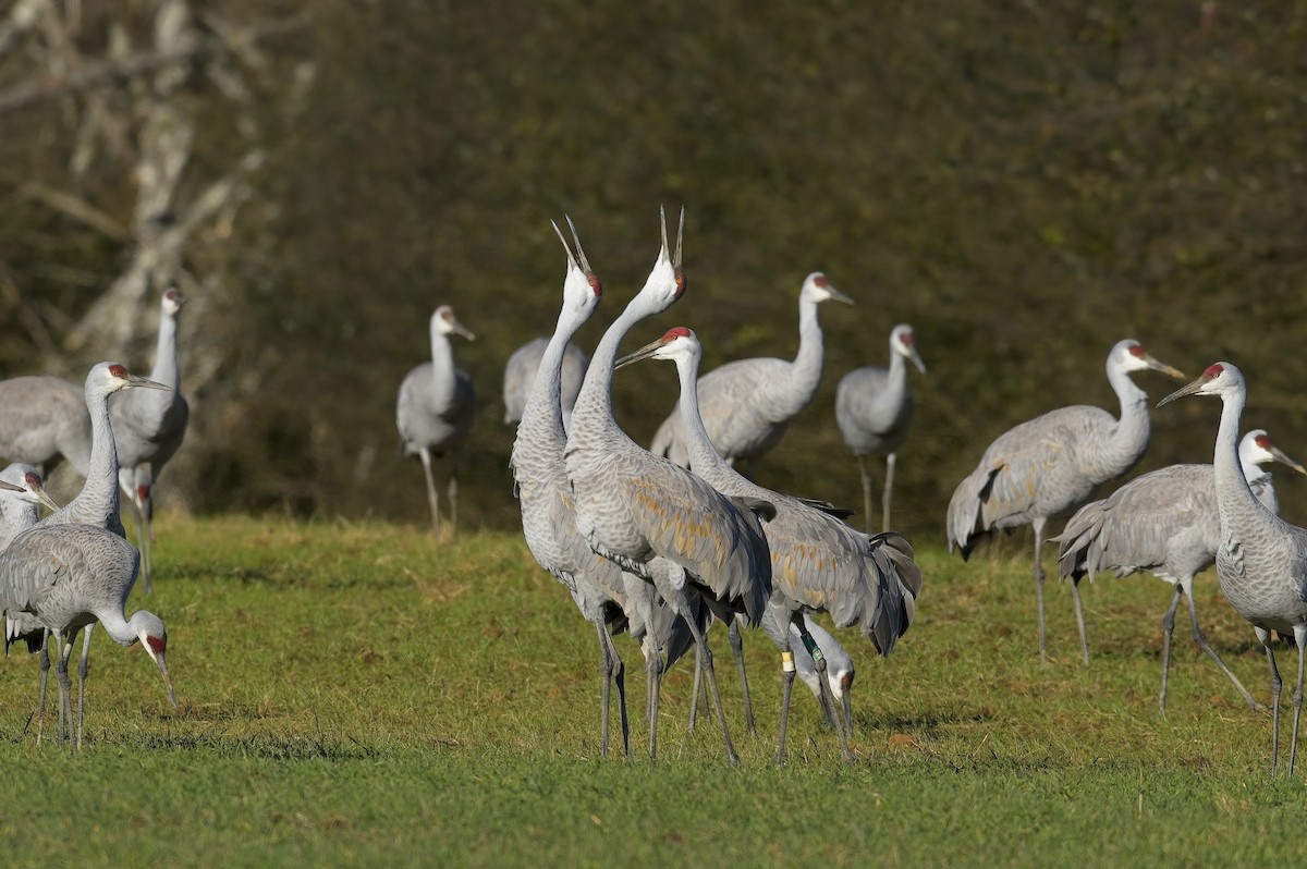 Sandhill Crane - Cody Matheson