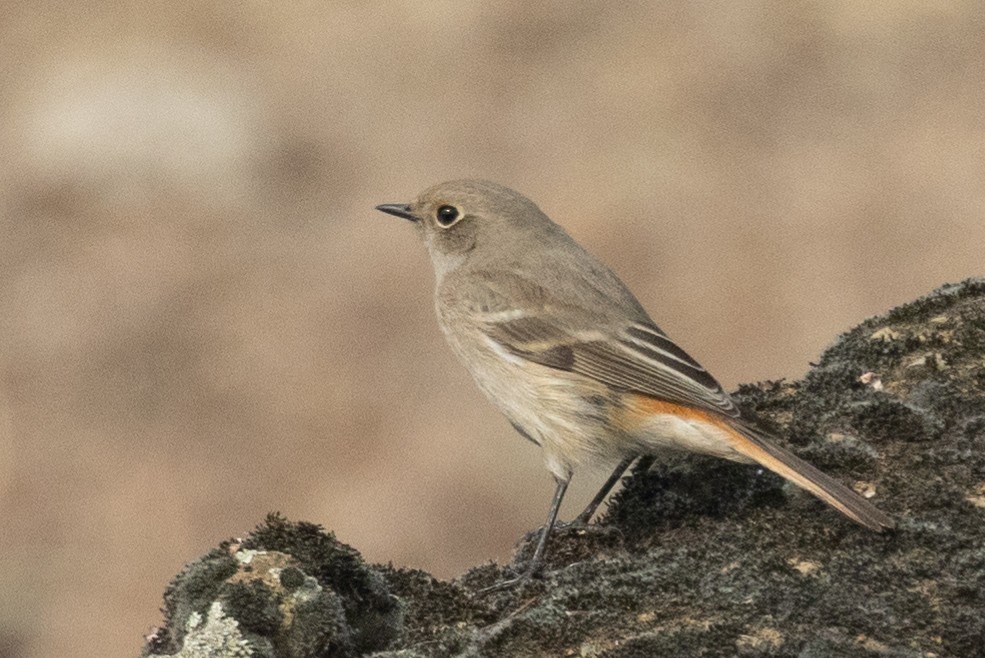 Rufous-backed Redstart - ML612444952