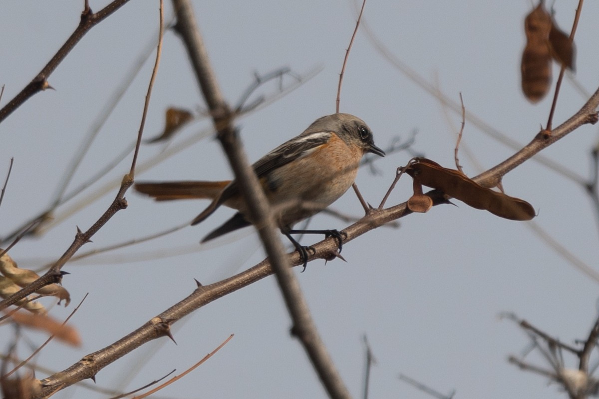 Rufous-backed Redstart - ML612444955