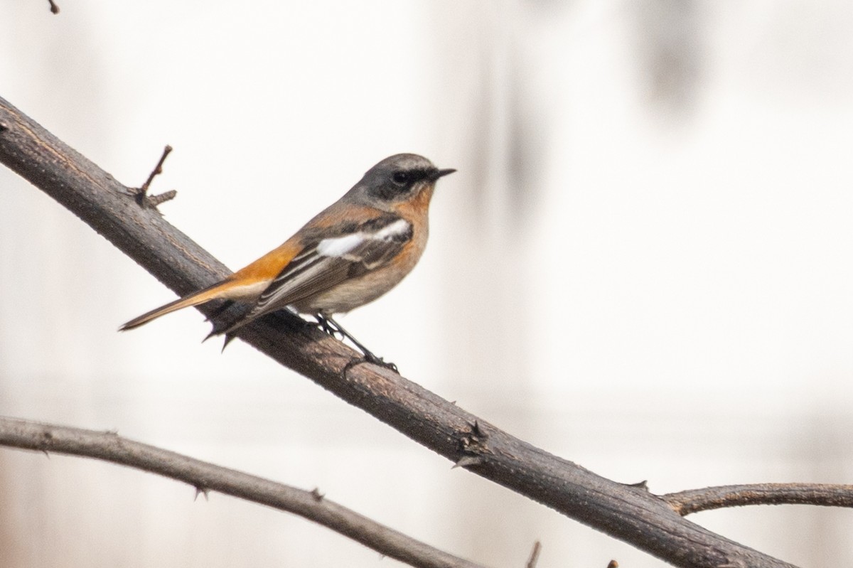 Rufous-backed Redstart - Samanvitha Rao