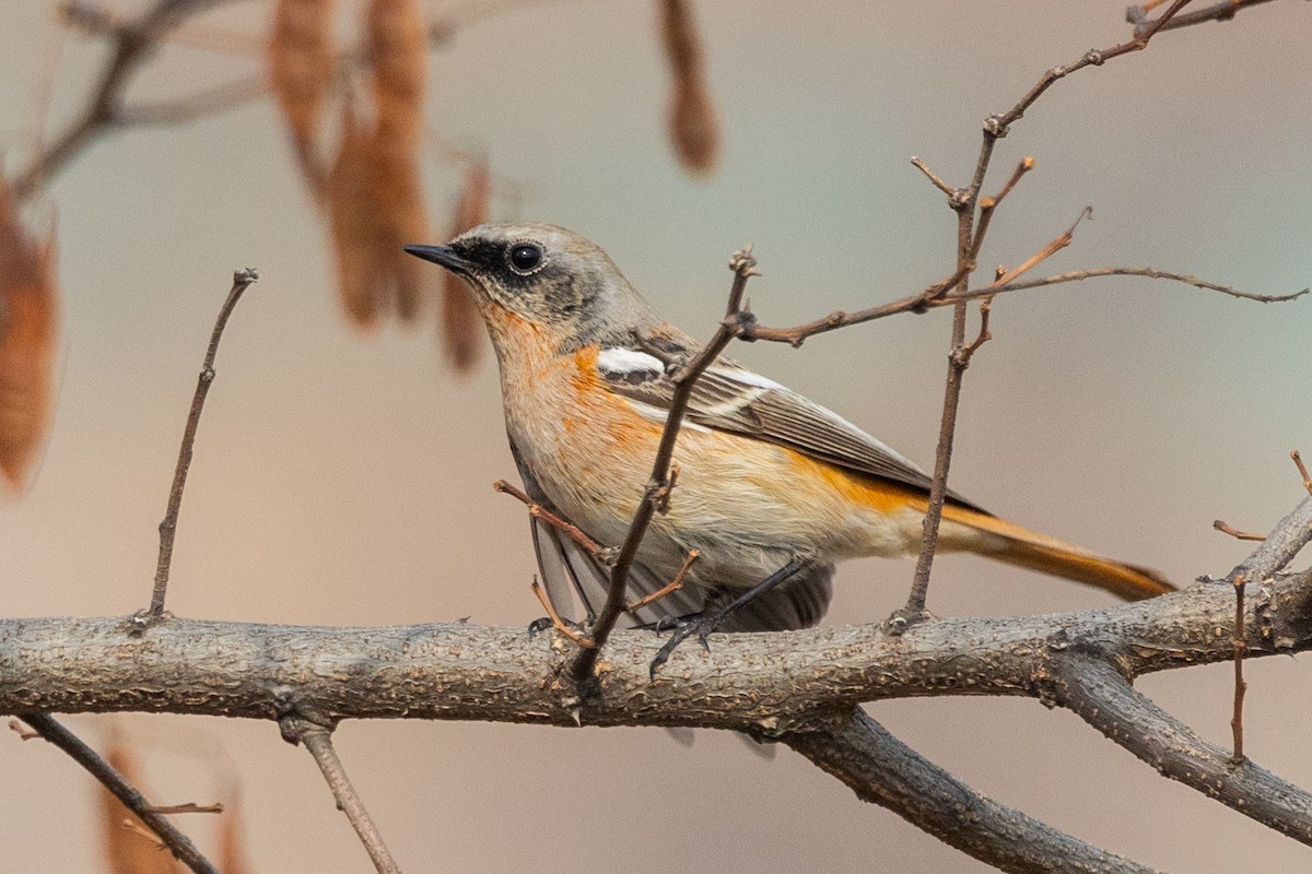 Rufous-backed Redstart - Samanvitha Rao