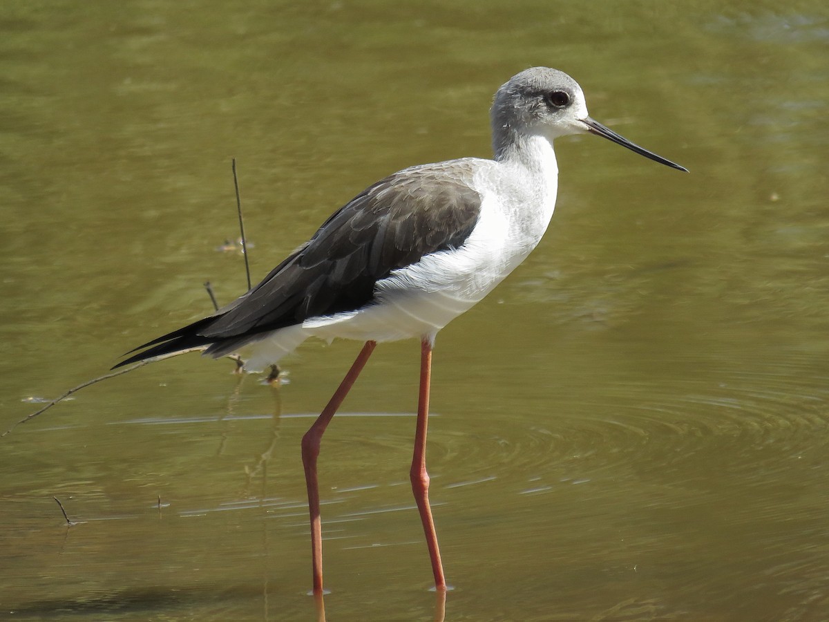 Black-winged Stilt - ML612444971