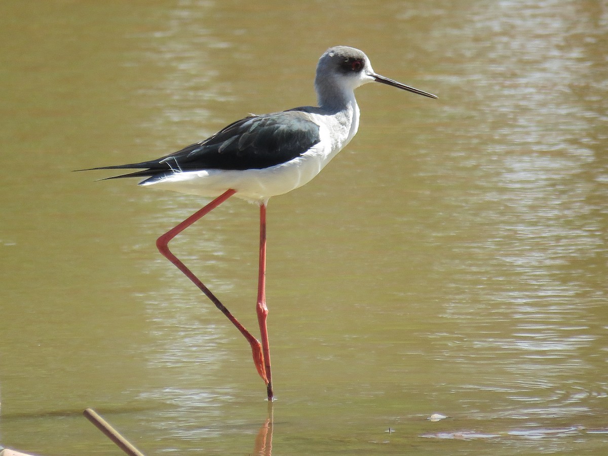 Black-winged Stilt - ML612444972