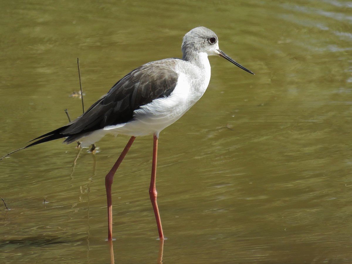 Black-winged Stilt - ML612444973