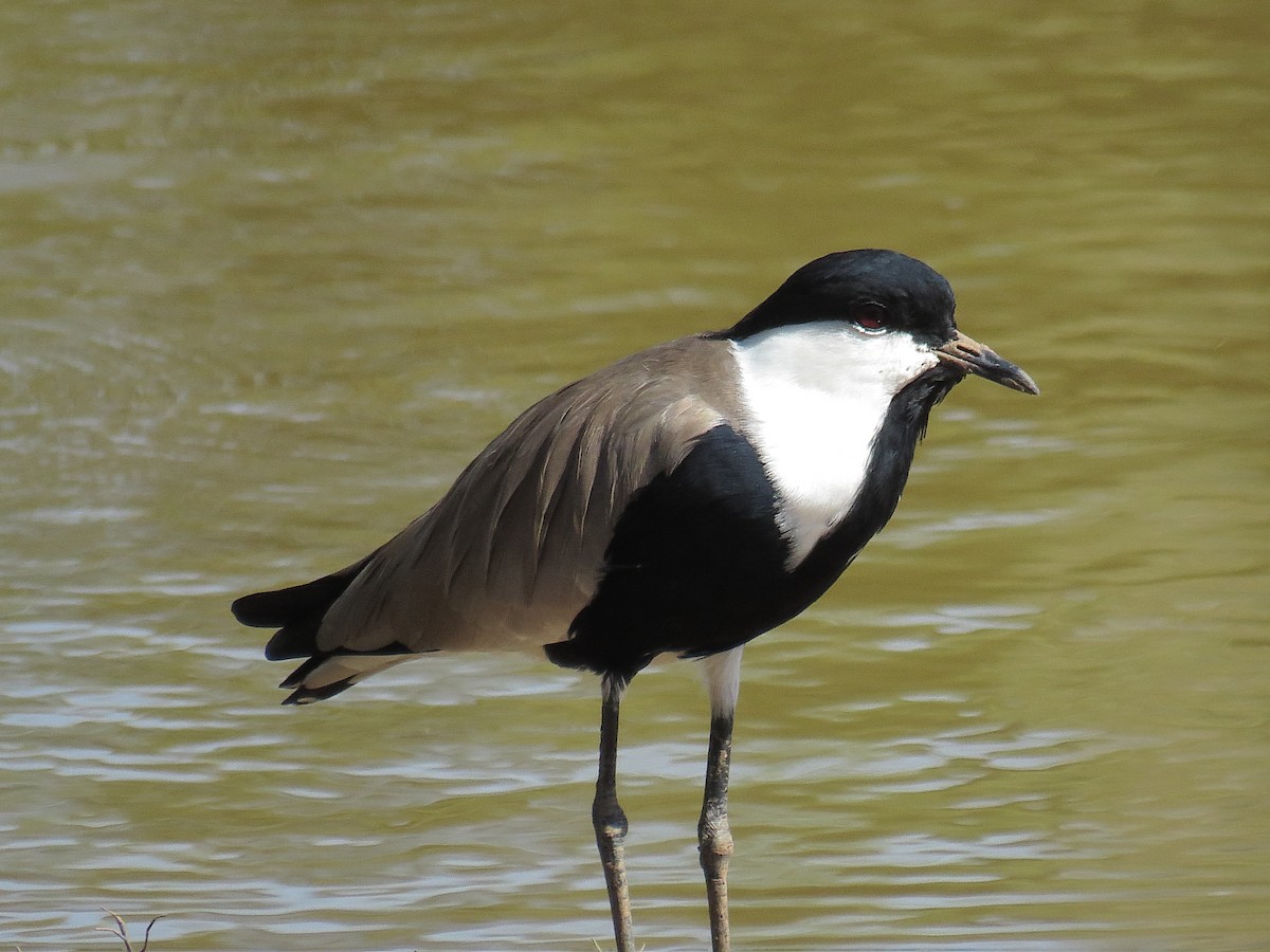Spur-winged Lapwing - ML612444975