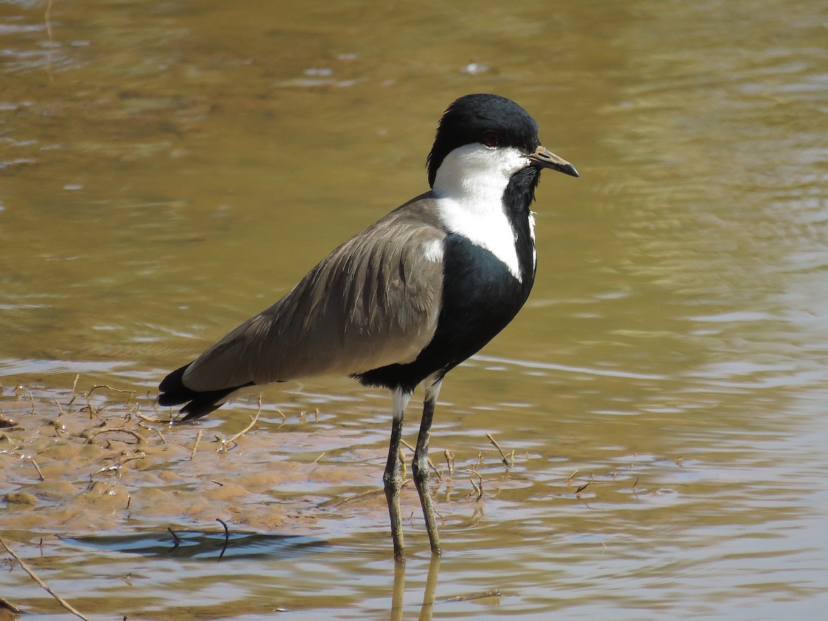 Spur-winged Lapwing - ML612444976