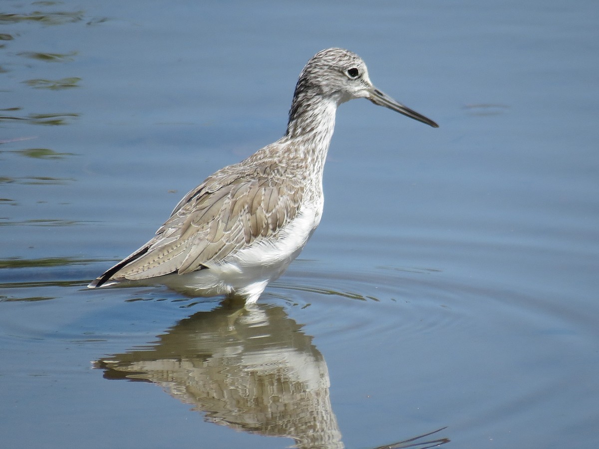 Common Greenshank - ML612444980