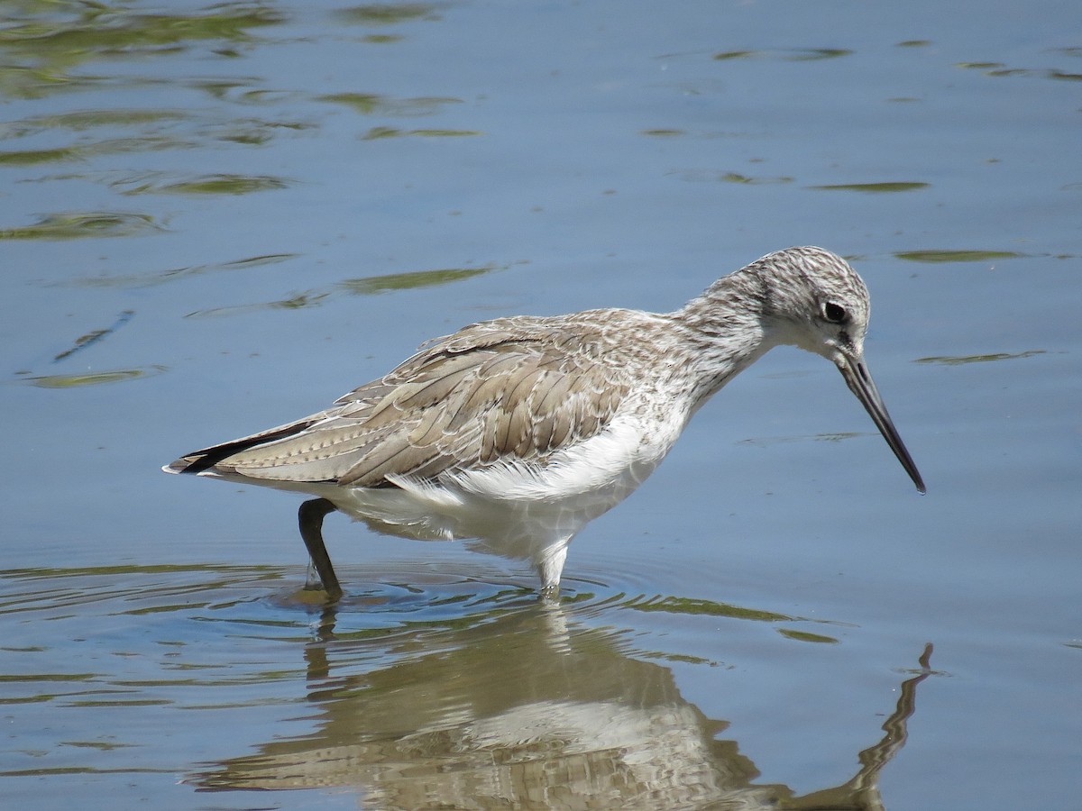 Common Greenshank - ML612444982