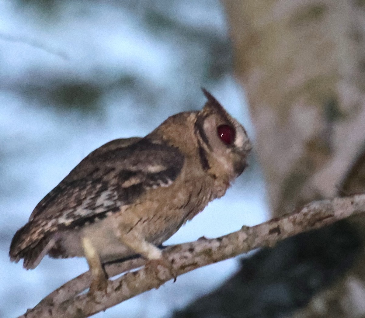 Indian Scops-Owl - Lawrence Gardella