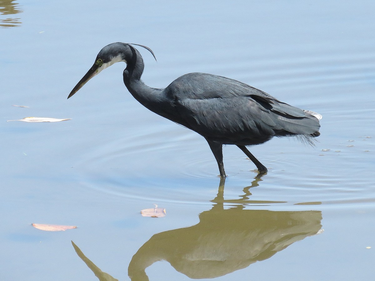 Western Reef-Heron - ML612444988