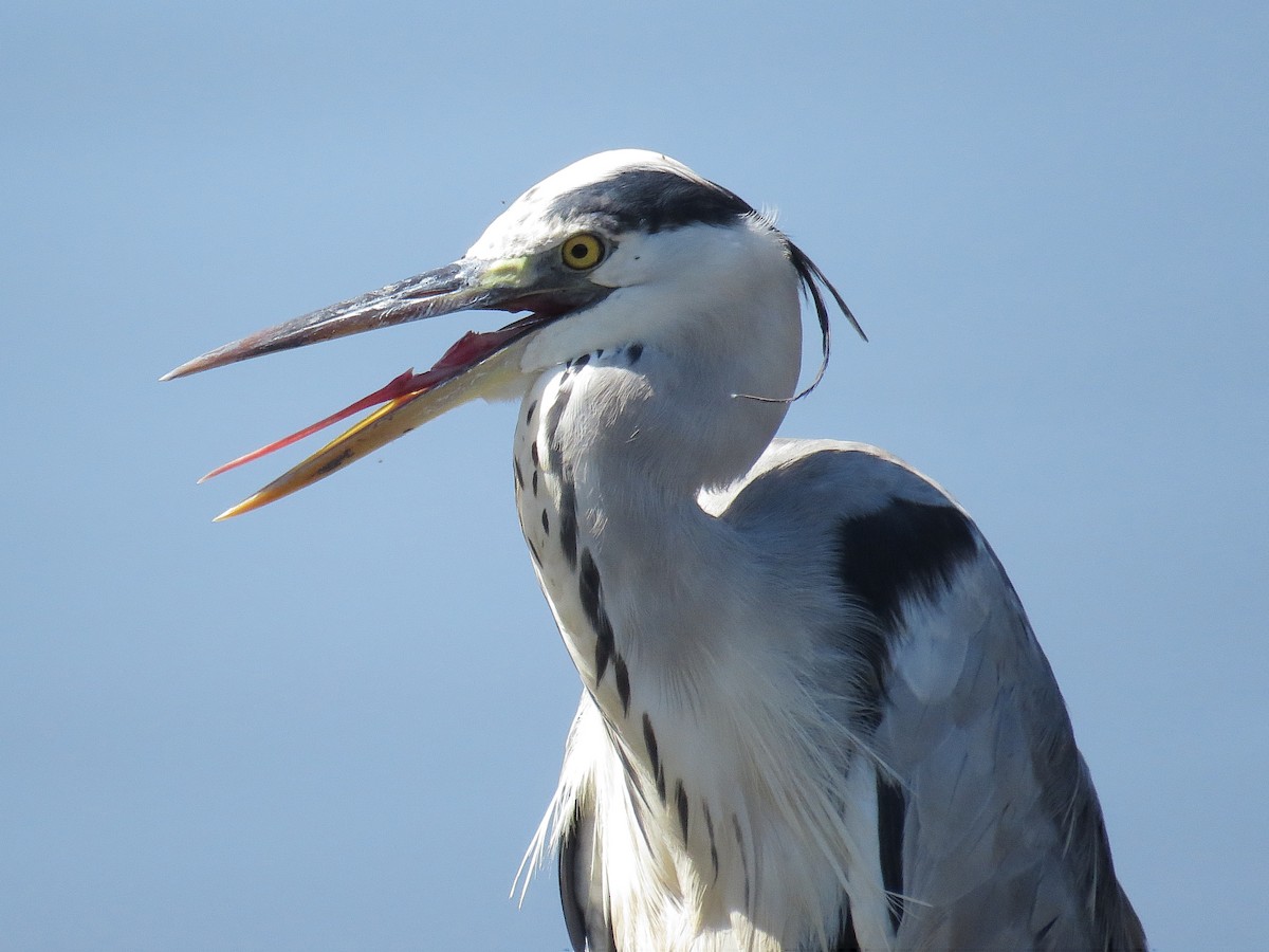 Gray Heron - ML612445025