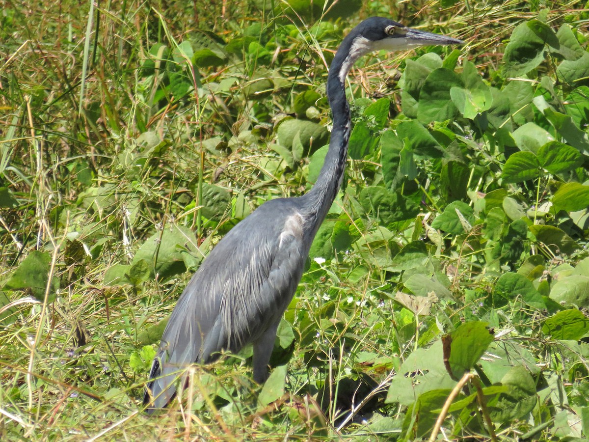 Black-headed Heron - ML612445029