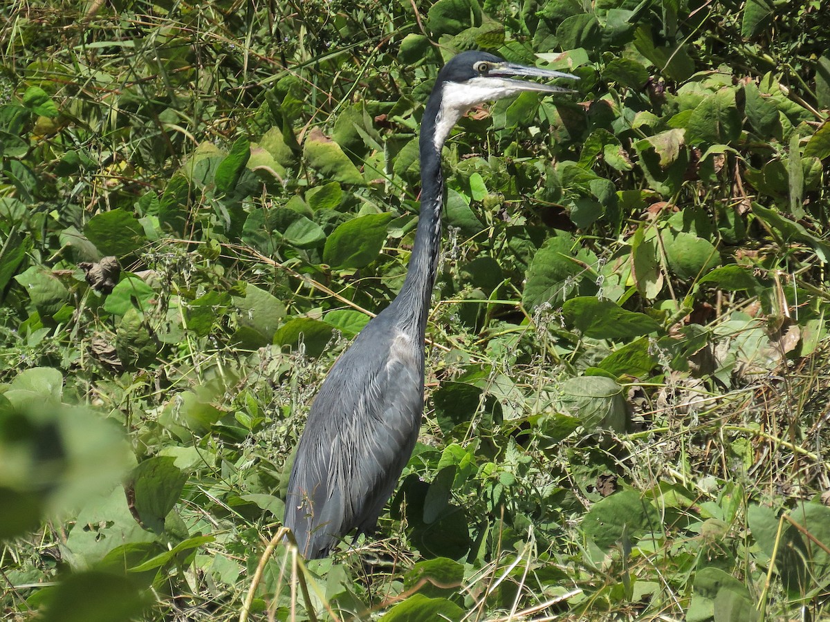 Black-headed Heron - ML612445030