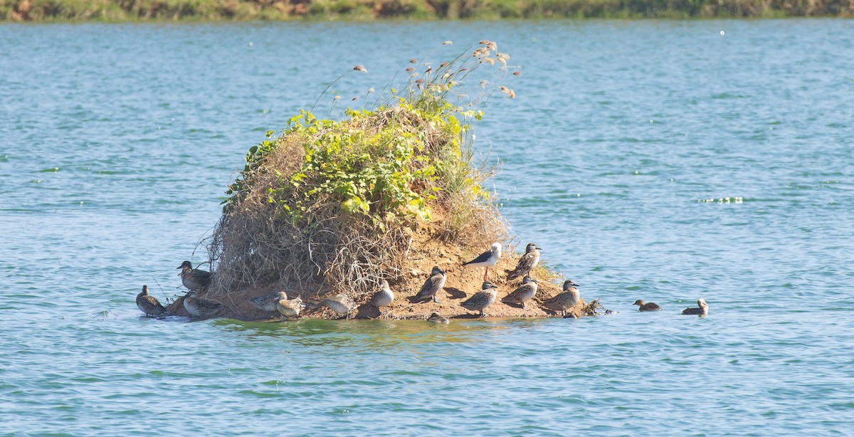 Garganey - ML612445032