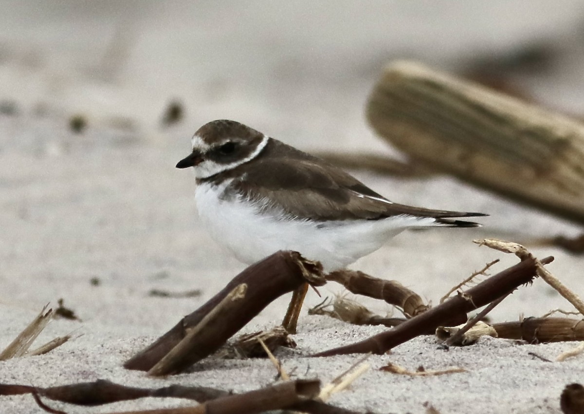 Semipalmated Plover - ML612445043