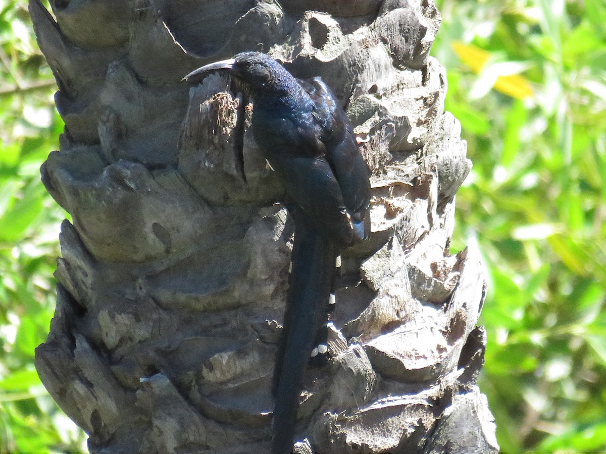 Green Woodhoopoe - ML612445060