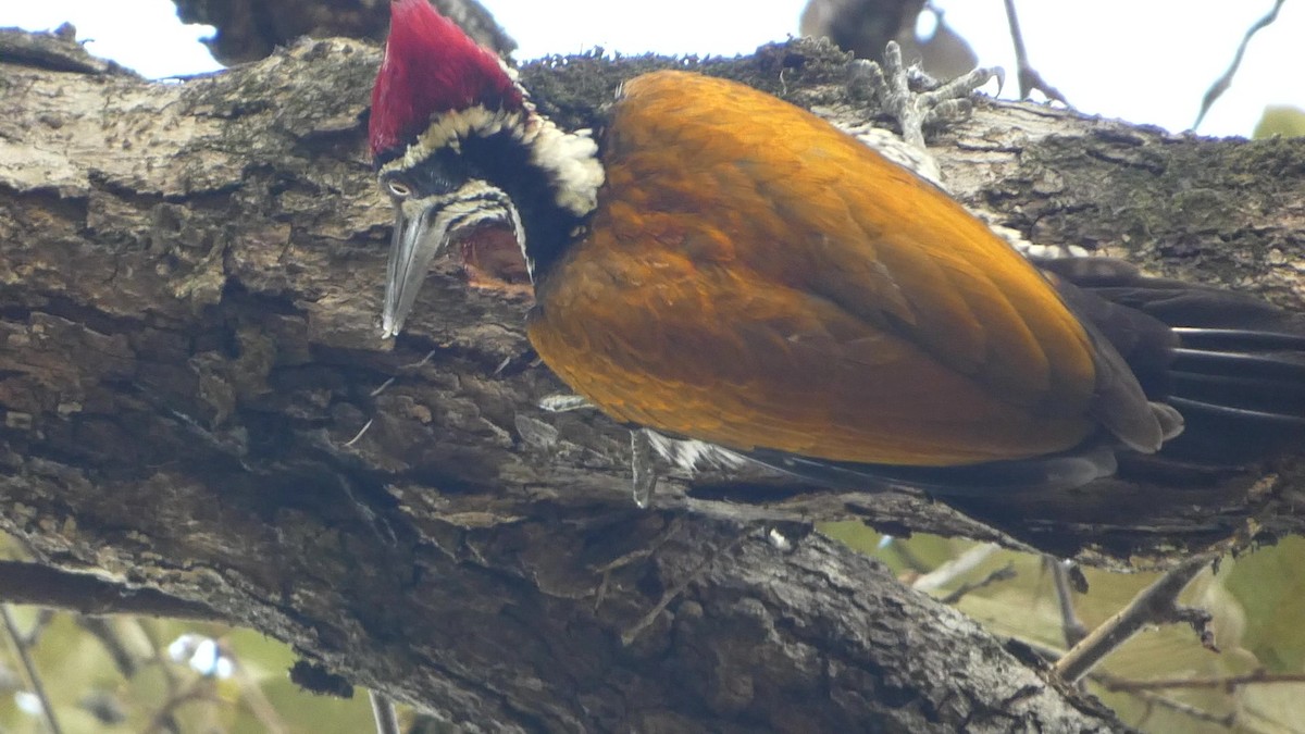 Greater Flameback - Dhruv Swamini