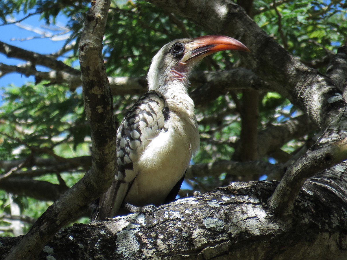 Western Red-billed Hornbill - ML612445085