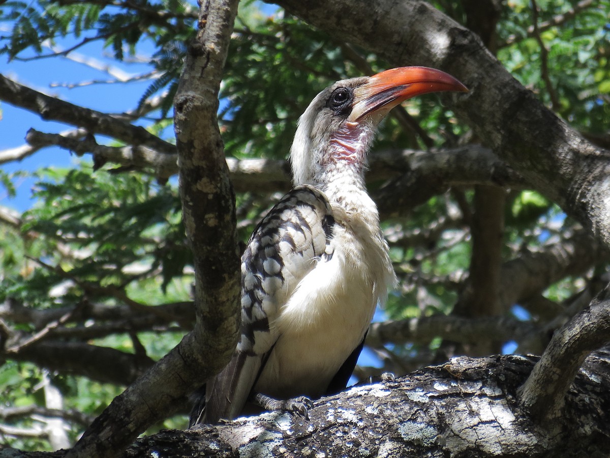 Western Red-billed Hornbill - ML612445086