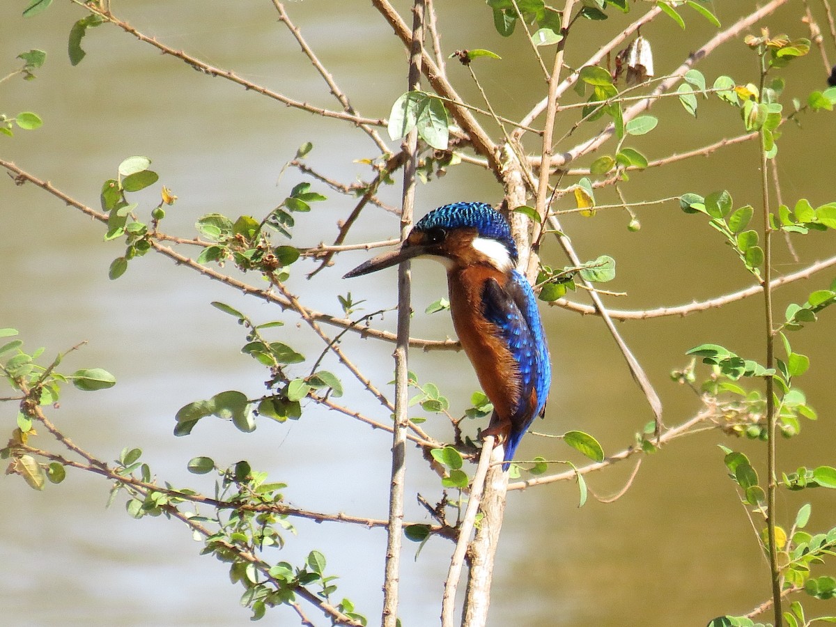 Malachite Kingfisher - ML612445096