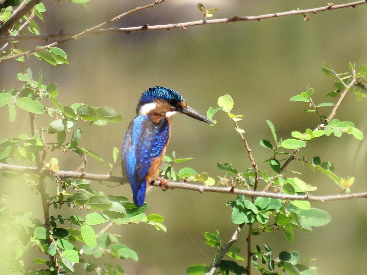 Malachite Kingfisher - ML612445097