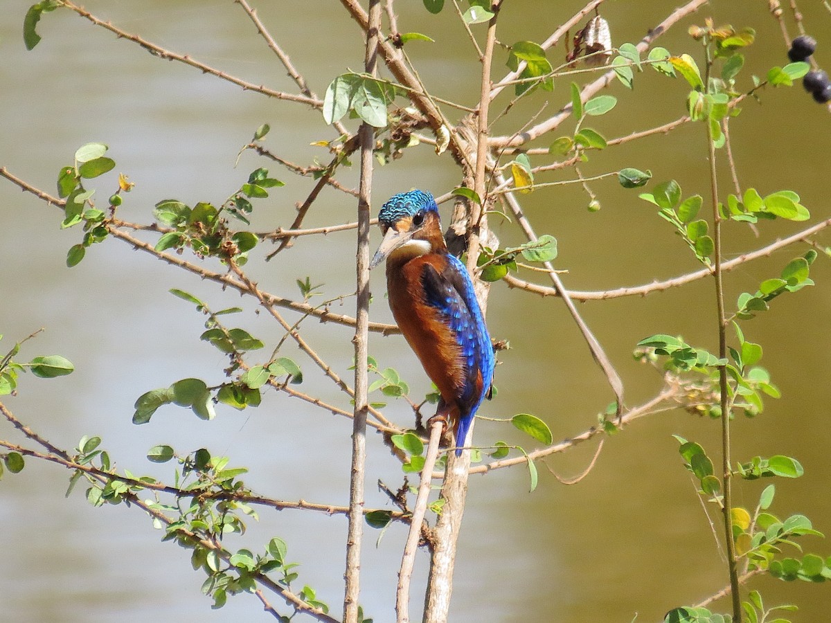 Malachite Kingfisher - ML612445098