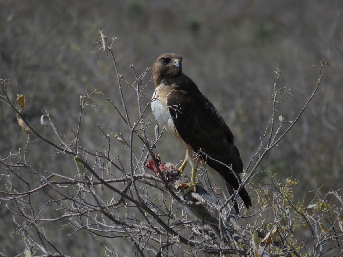 Red-tailed Hawk - Marilyn Castillo Muñoz (Kingfisher Birdwatching Nuevo León)