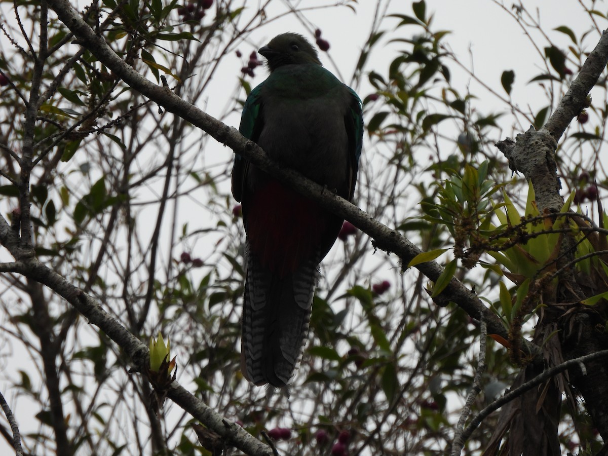 Resplendent Quetzal - Bosco Greenhead