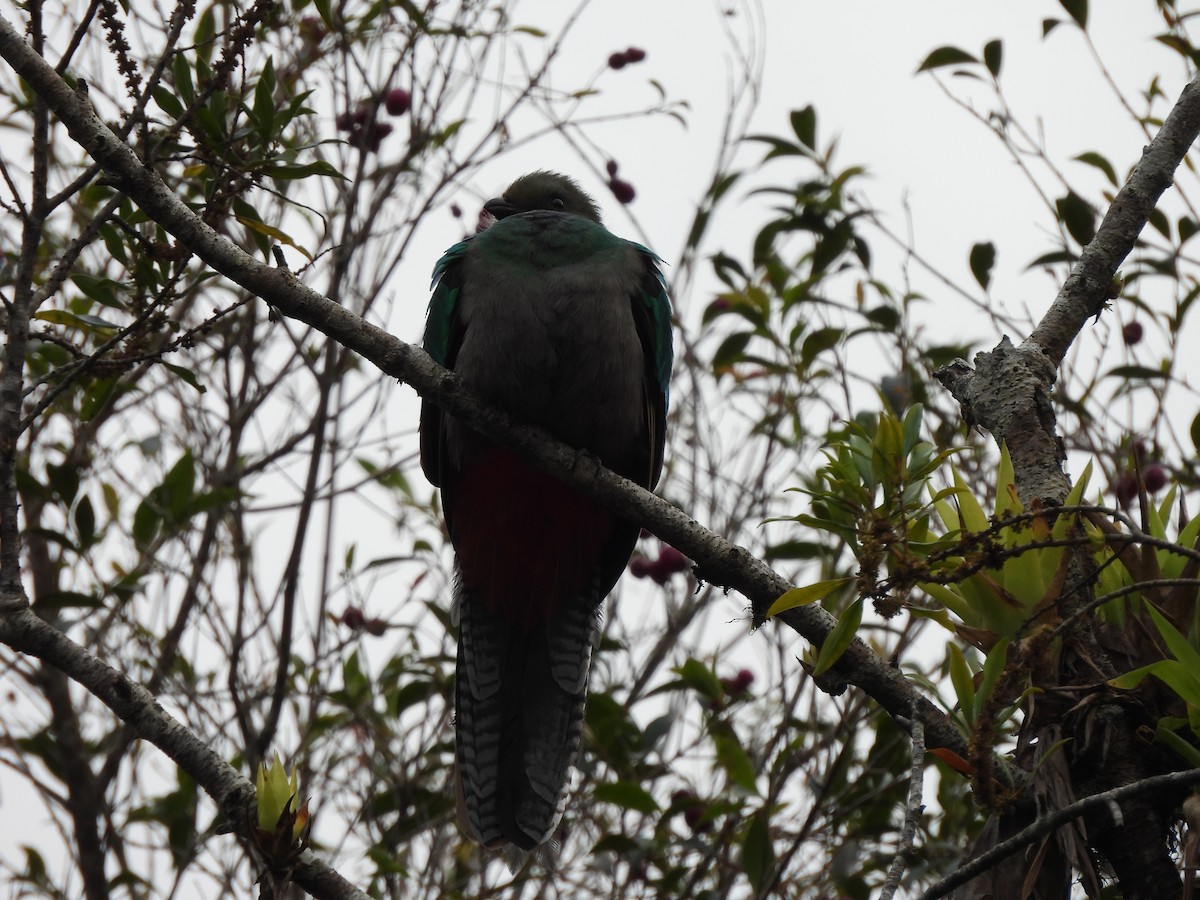 Resplendent Quetzal - ML612445120