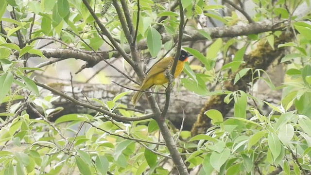 Flame-throated Bulbul - ML612445147