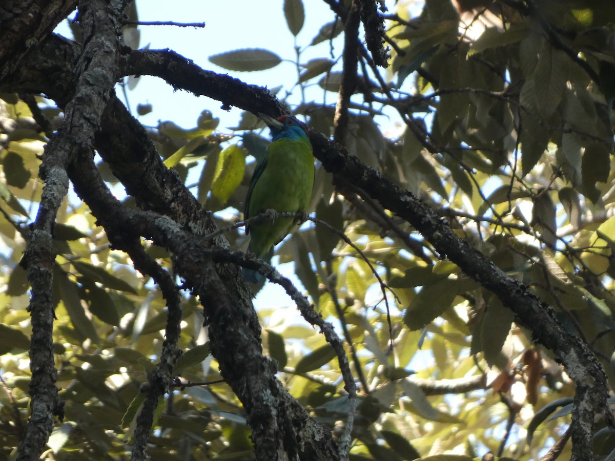 Blue-throated Barbet - ML612445161