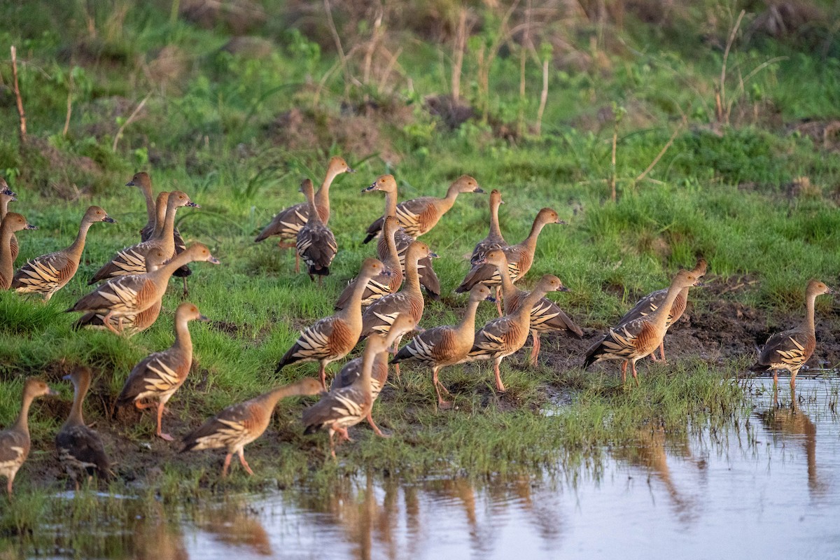 Plumed Whistling-Duck - ML612445208