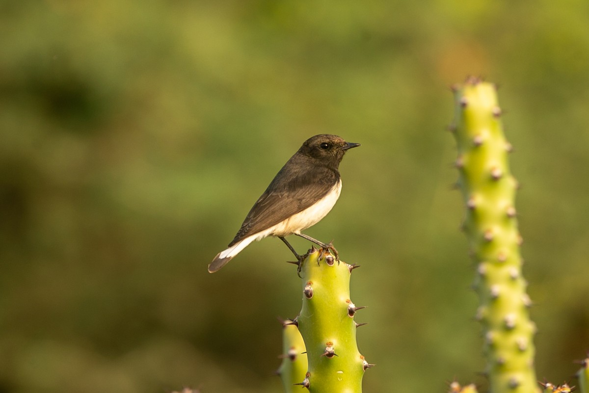 Variable Wheatear - David Raju