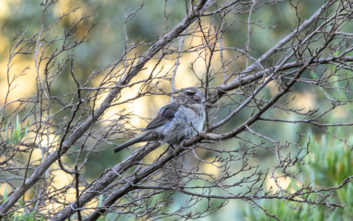 Serin bifascié - ML612445332