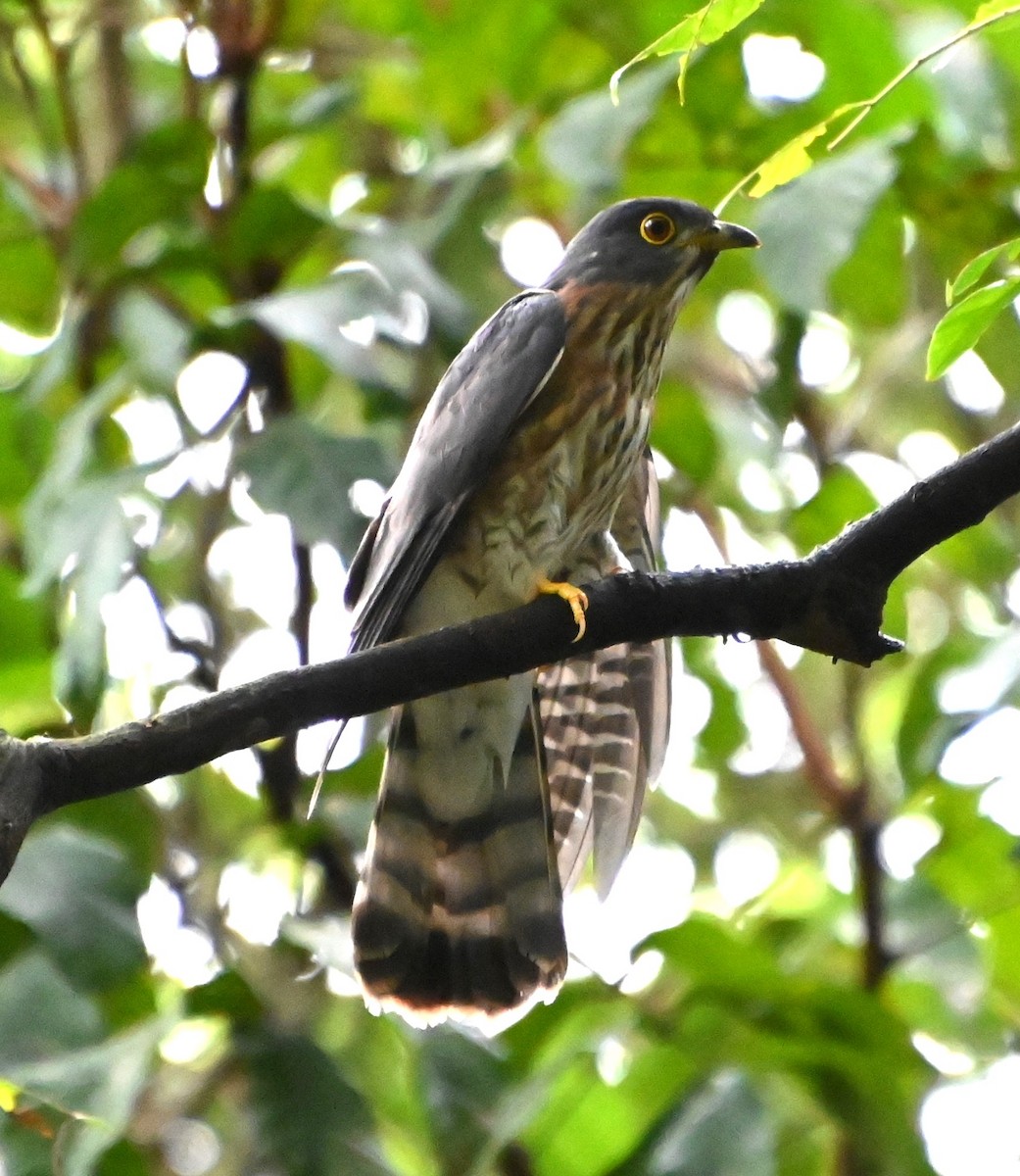 Hodgson's Hawk-Cuckoo - ML612445359