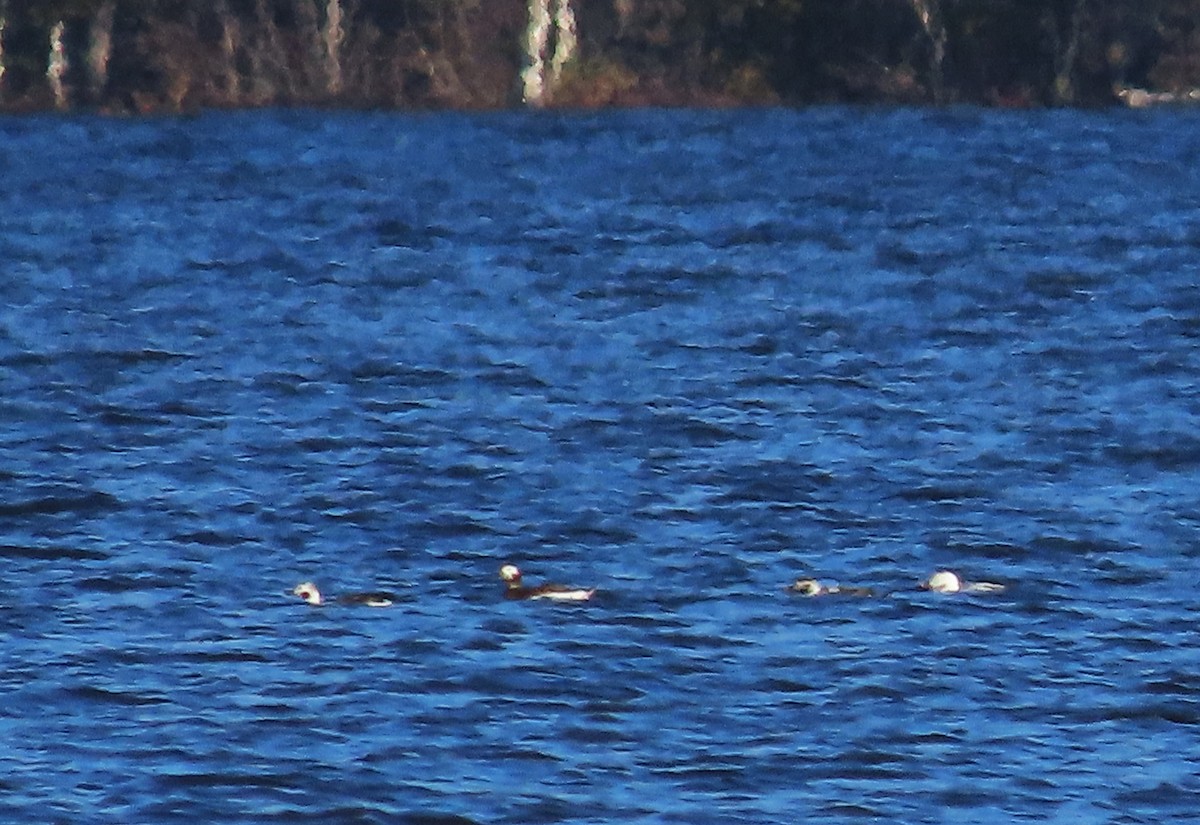 Long-tailed Duck - ML612445482